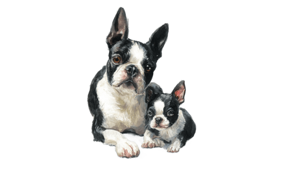 Boston Terrier Mom Puppy Watercolor Review